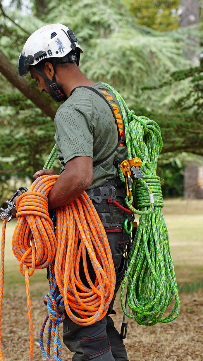 Tree surgeon climbing rope